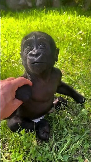 Gorillas: The Gentle Giants of the Jungle #gorilla #gorillas #wildlife #animals #nature #facts