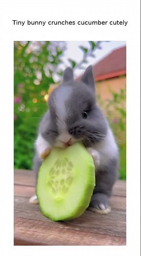 Crunchy Cucumber Munching Bunny