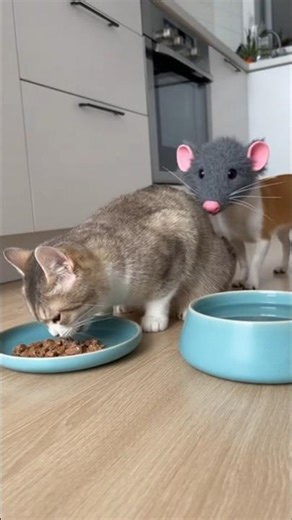 Cats vs.dogs. Part 2 #funny #ytshorts #dogshorts #funnyanimals #animals #catshorts