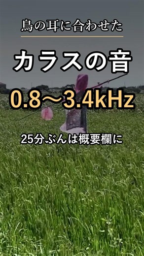 【カラス撃退音】カラスの音を、鳥の聞こえる高さで作りました #shorts