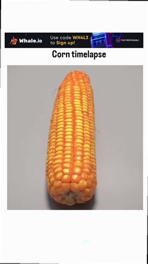 inavinate01 on Instagram: "This timelapse video, sourced from @AmazingTimelapse, compresses corn's 110-day growth cycle into 45 seconds, showcasing germination, root expansion in transparent soil, shoot emergence, and ear formation, emphasizing the plant's rapid vegetative phase after stalk elongation. Corn orients upward via negative gravitropism in shoots—where auxin hormones accumulate on the lower side to promote cell elongation away from gravity—and positive phototropism toward light, as de