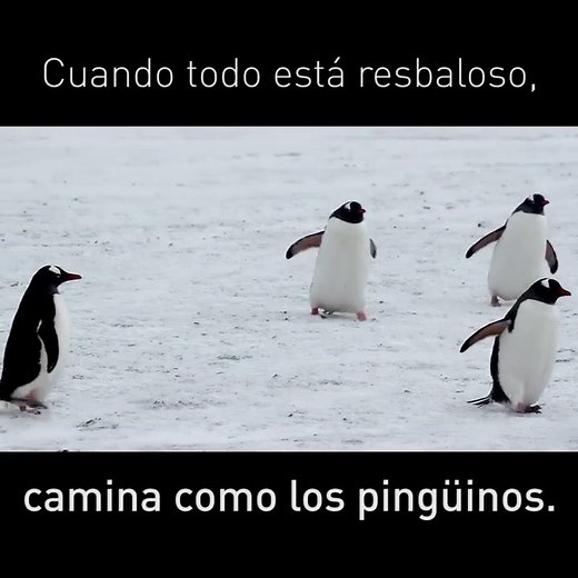 Camina como los pingüinos