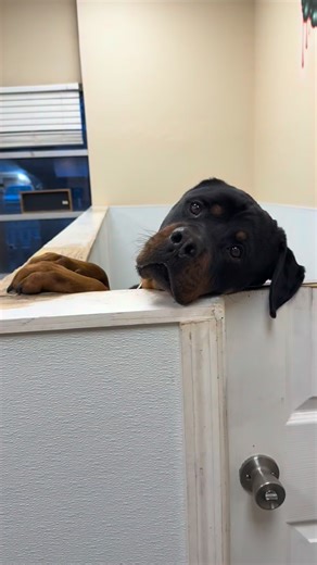 🐶 If dogs could speak, what do you think they’d say? Here’s what we think Tyson would say… 🤣 🐾 Tyson has been with us for three years, and until he finds his person, he remains part of the NYBC sanctuary family. #TysonNybc #AdoptDontShop #Rescue #FYP #Rottweiler | New York Bully Crew