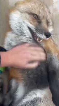 Happy fox sounds 🥺