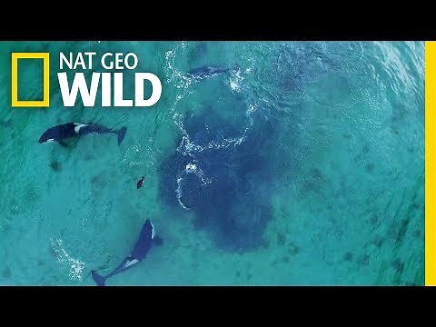 Showdown of the Killers | Killer Seals