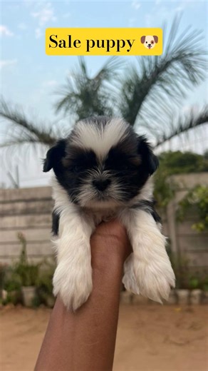 Cute Shih Tzu Puppy for Sale! 🐾🐶#ShihTzu #PuppyForSale #CutePuppy #DogLover #Shorts #DogShorts