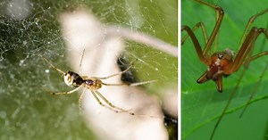 Do money spiders make you rich and why they fly 100 miles to your home