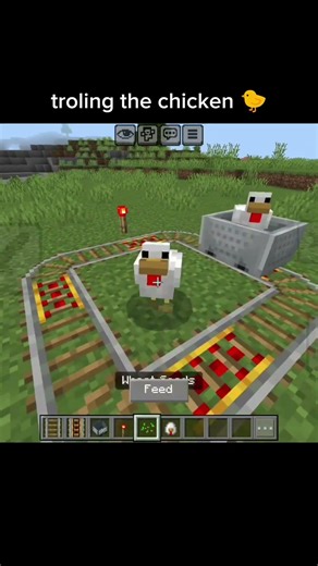 How to troll the chicken 😈