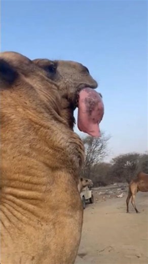 Why Camels Blow a Pink Balloon #shortsvideo
