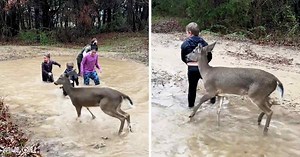 Delighted deer and family frolic in rain puddle together