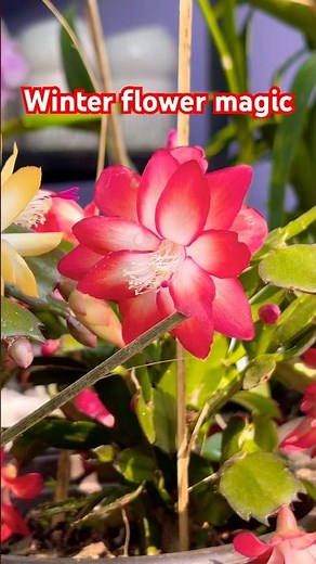 Unbelievable Christmas Cactus Bloom! 🌸 Rare Zygocactus Colors You Must See | Winter Flower Magic 🌿
