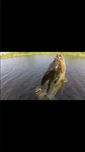 We Found them Shellcrackers #ShellcrackerFishing #BigBream #FishingAdventure #Panfish #SpringFishing