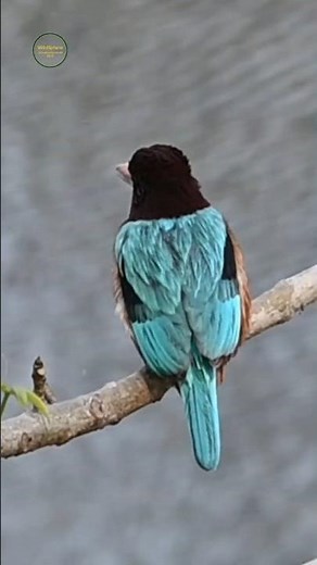 White-throated #kingfisher #bird #flight