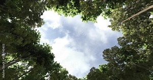 Bottom View of High Trees With Camera rotation,View up,Trees View from Bottom in the Forest, 4K