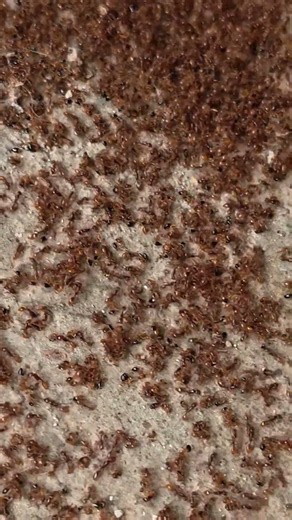 The Ultimate Ant Kingdom War: Black Ants vs Red Ants ⚔️ (Baahubali Style Battle) ||#bahubali #antwar