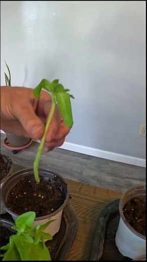 Turn 1 Petunia into 5