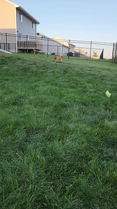 Midwest Shiba Inu Rescue on Reels