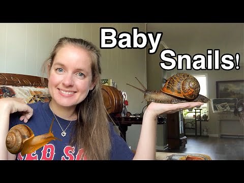 My Snails Had Babies!