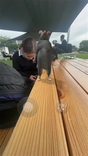 dint stop get it get it #justiceforkristi @kristi