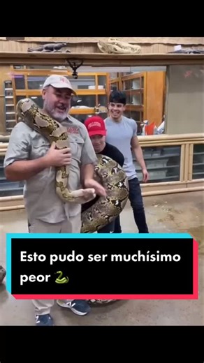 Conociendo la Pitón Reticulada: Riesgos y Cuidados