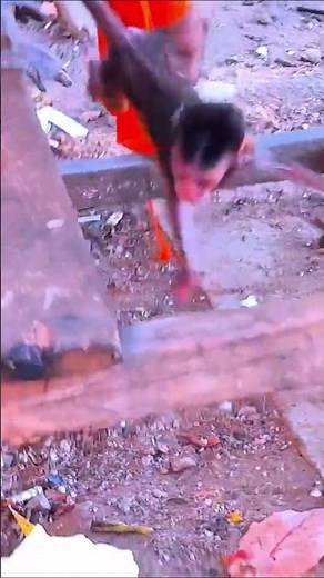 Life of Monkeys: The playful baby monkey was lucky its mother managed to keep it from falling.