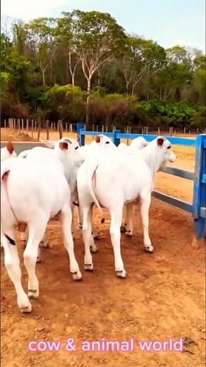 ❤️Cute baby cows playing together 🐄❤️So cute and lovely moments! 🥰Watch#Cow #BabyCow #Calf