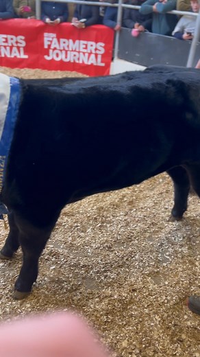 🔥 €17,500! 🔥 Frank Glynn’s Claddagh McCabe (LM6529) sired heifer calf, the Dovea Genetics Sired Calf Bonanza Champion grabbed everyone’s attention as she hit €17,500! | Dovea Genetics