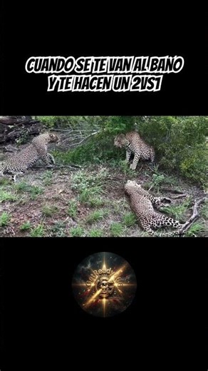 ¡Es muy raro ver a tres leopardos juntos! Un encuentro increíble.#leopardo #leopard #like