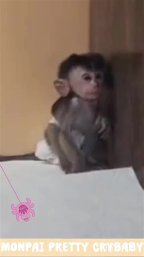 Cute Monkey Dance Video Compilation