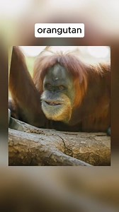 Animals with downstairs #unusual #facts #knowledge #history #information #fblifestyle | Berooox