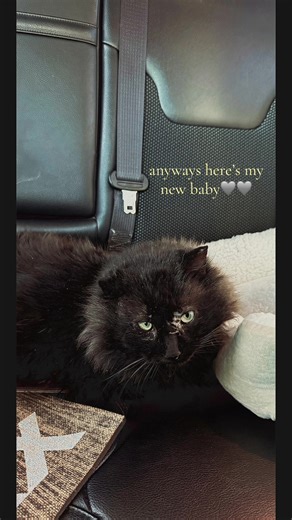 Adopting a Stray Cat: My New Foster Journey