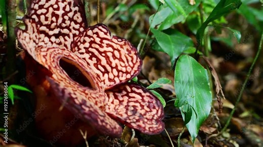 Pan view of Rafflesia Flower in the jungle of Borneo. Rafflesias are the largest flowers in the world