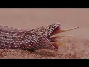 Incredible Footage: Arabian Sand Boa Hunting in the Desert