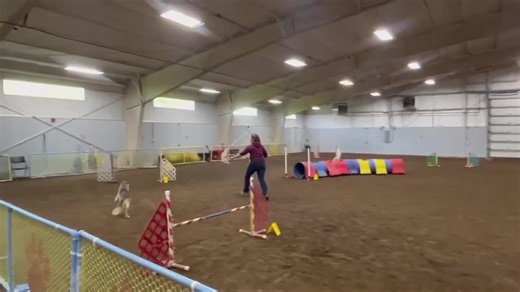 One of my favorite dog sports moments this year - our first UKI trial, and Cleo had a whoops moment 😂❤️ #dogsports #agility #bordercollie
