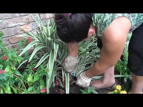 How To Trim Aztec Grass | Sarah Shah (Reclaimed Garden)