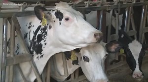 Supply chain 'disrupted' by COVID-19 pandemic but experts say we're not running out of food