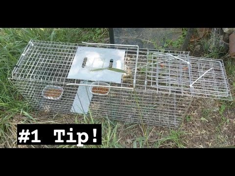 Trap Training - My biggest TNR trapping tip !