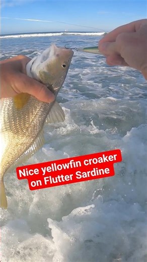 Nearly an INSTANT hookup with the Flutter Shad lure