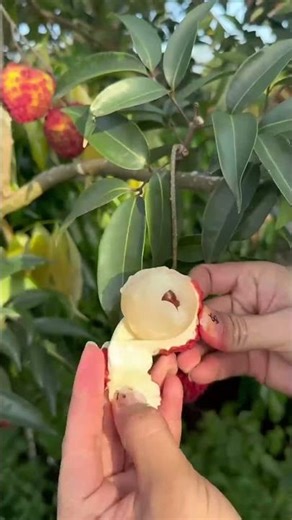 lychee king lychees fresh picking seasonal fruit Eat lychees, lychees bigger than eggs #Hainan