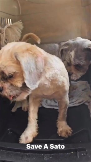 1.9K views · 47 reactions | Animal abandonment is increasing among full breed dogs. These Shitzu male and female were rescued from under a bridge in deplorable conditions. Since their arrival at our shelter they have been cleaned up and in the vetting process. Donations to help with their medical treatments and vetting process always greatly appreciated https://www.paypal.com/US/fundraiser/charity/1596584 #saveasato | Save A Sato | Facebook