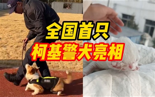 大象萌宠丨全国首只柯基警犬亮相；猫妈生下双头小猫奇迹存活