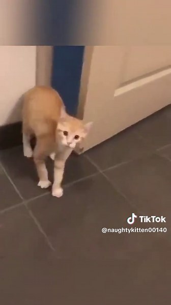 Very polite cat 😍 #cat #funnyvideo #foryou #fyp #funntiktok #cutecat #catlove #interesting #pet #happycat #cute #fypシ #usa #funnycat #cute #kitty