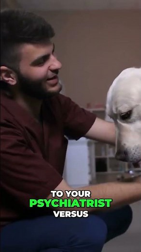 Anxiety Medication for Dogs