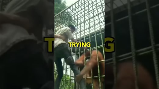 Why monkeys may be more dangerous than most people realize