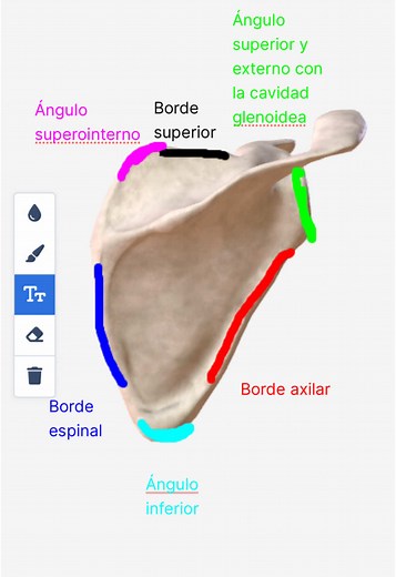 Relaciones Óseas de la Escápula: Anatomía para Estudiantes