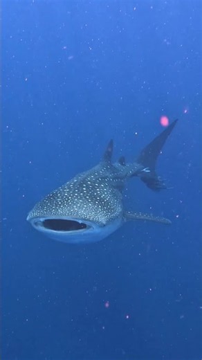Oahu #whaleshark ! First for me, amazing dive with the shark swimming around for a whole hour🦈🤿