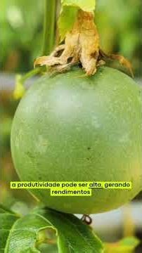 3 FRUTAS QUE PODEM TE DAR ATÉ R$20 MIL POR COLHEITA