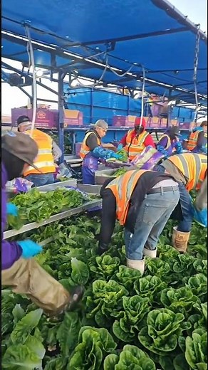 From Farm to Market: Romaine Lettuce Harvest