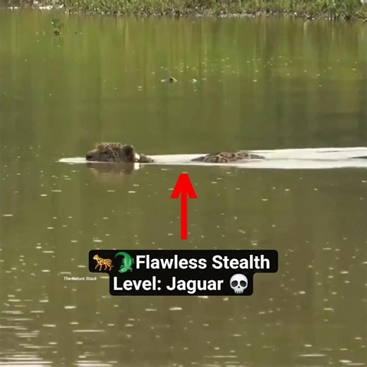 Jaguar vs. Caiman: The Ultimate Stealth Attack! 🐆🐊 #Jaguar #Caiman #TheNatureStack #WildlifeAttack