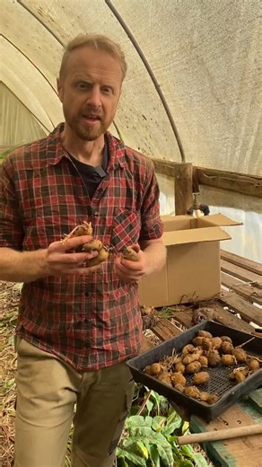 32 reactions · 3 comments | Even when shrivelled and wrinkly, if a potato is sprouting, it will have enough stored energy to still push out some shoots. Once these break the surface and catch energy from the sunlight, they’ll start to produce a crop. #potatoes #gardening #organic #potatocrop #selfsufficient #homesteading #homesteadliving #natural | Big Little Farm | Facebook
